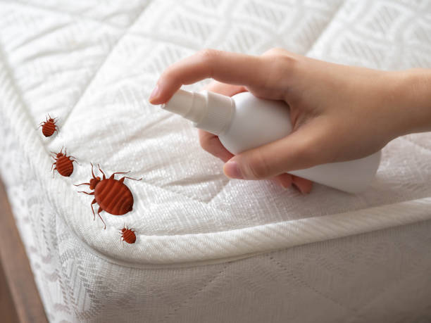 Best Indoor Pest Control  in Lakewood, CA